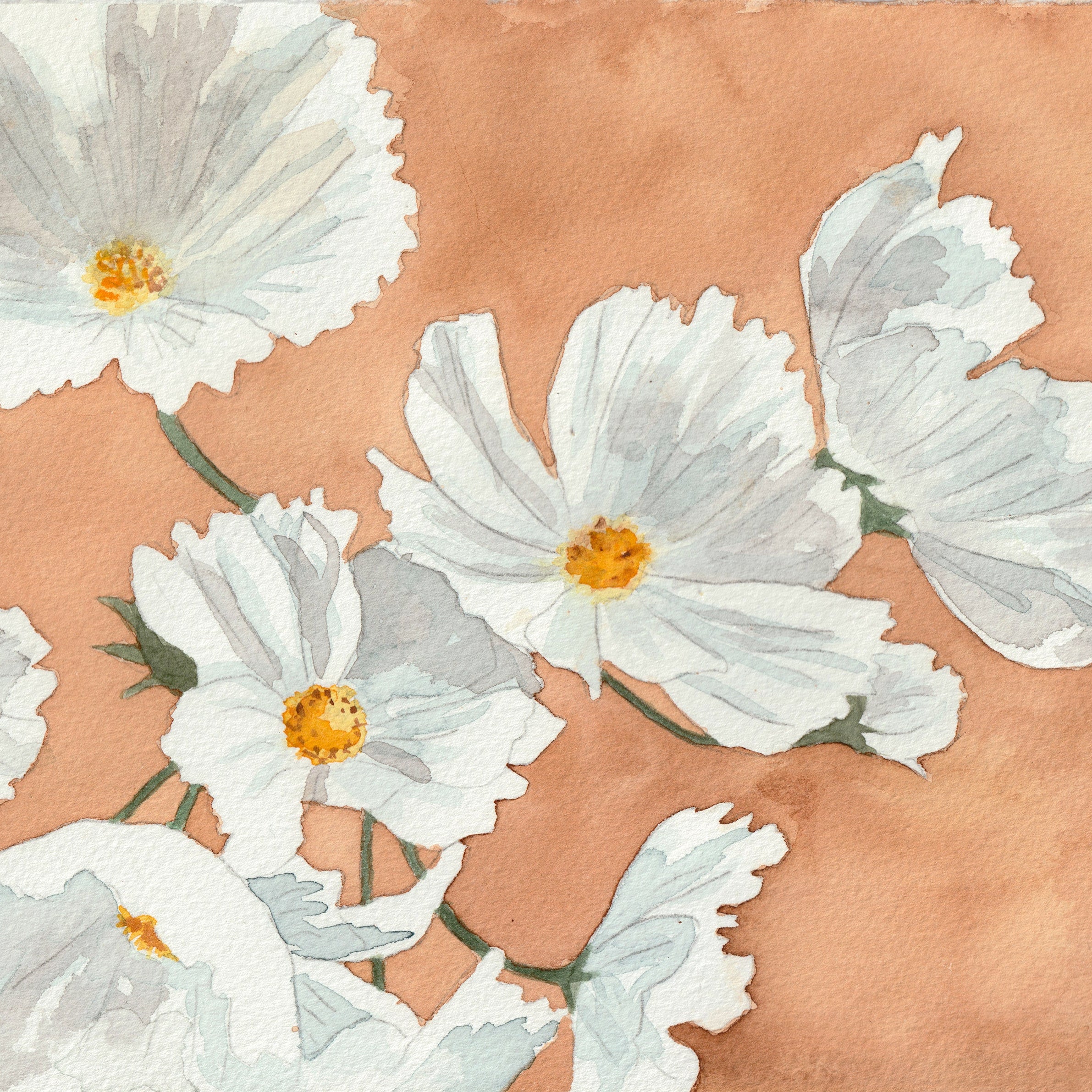 A watercolor archival print of white cosmos flowers with a pinkish-brown background.
