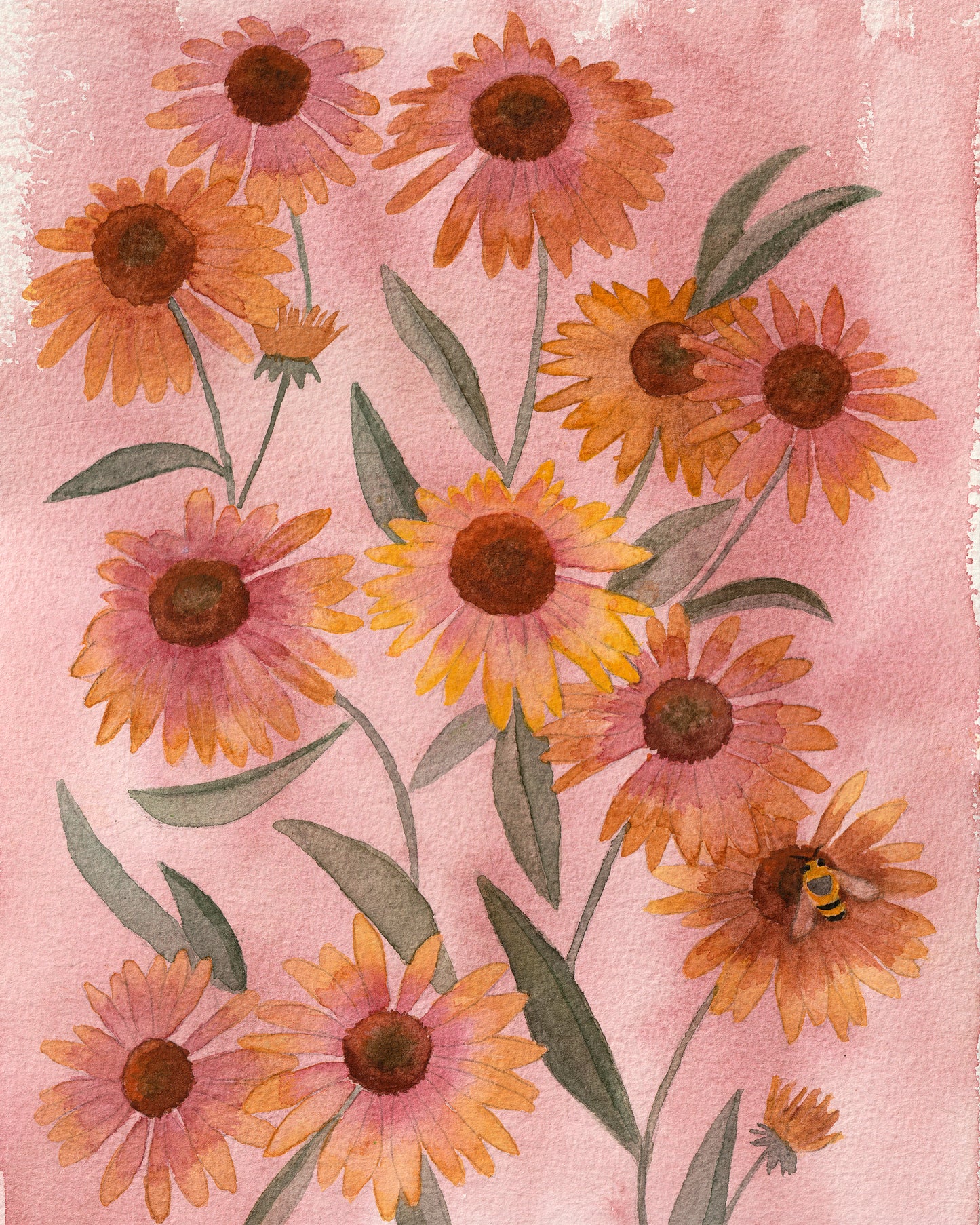 Bee + Echinacea | Archival Print