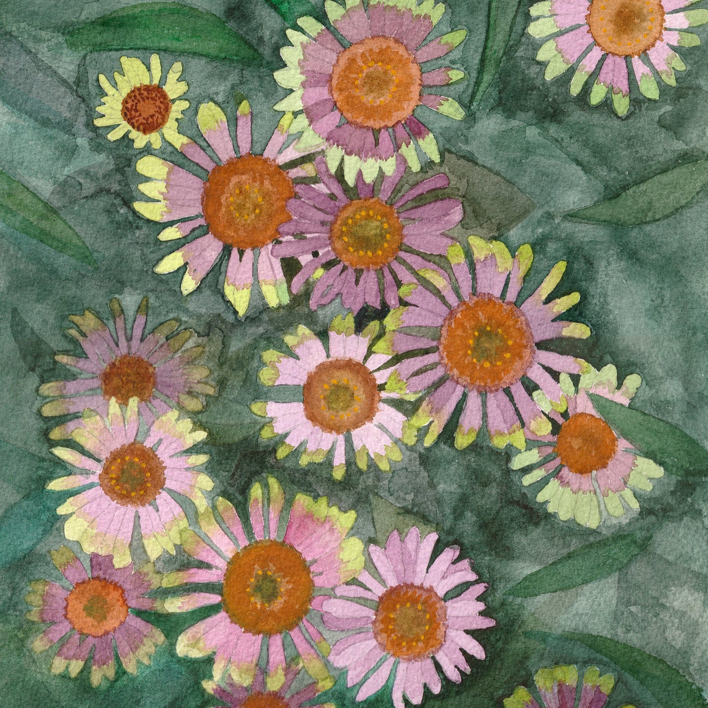 Echinacea | Archival Print