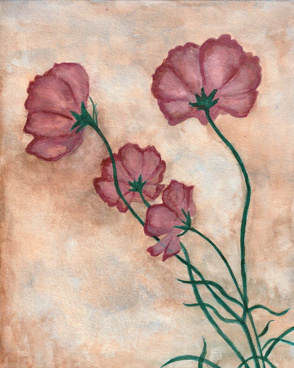 Cosmos (pink) | Original Painting