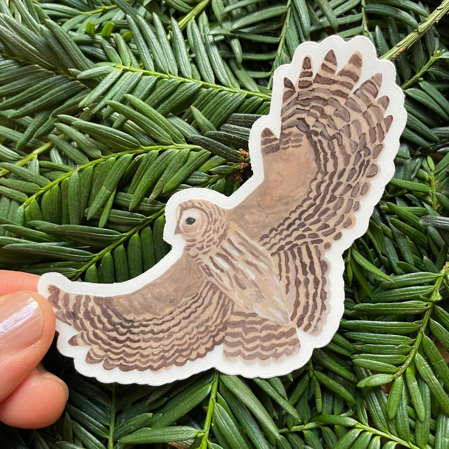 Barred Owl Sticker