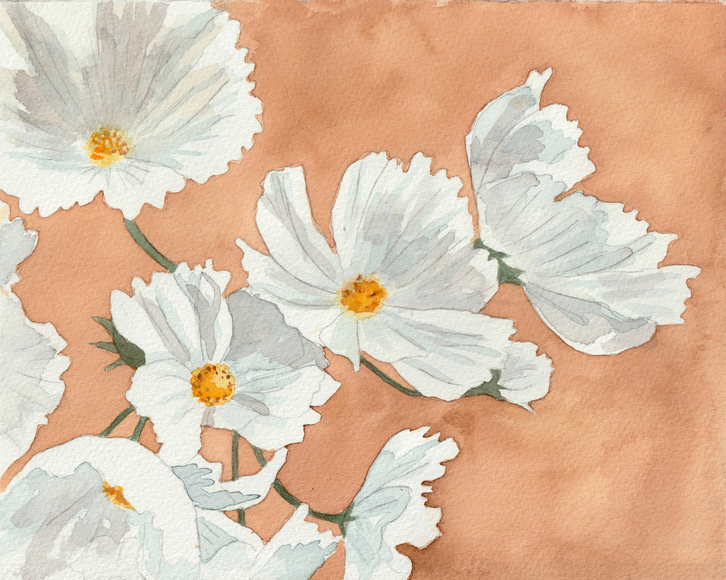 Cosmos (white) | Original Painting