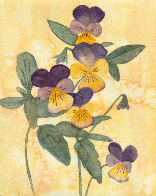 Wild Pansies | Archival Print