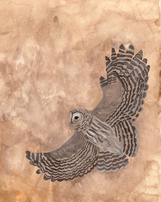 Owl | Archival Print