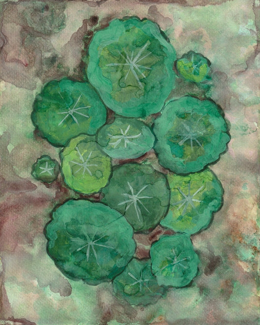 Waterlilies | Archival Print
